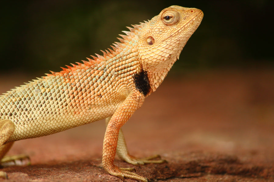 How Much Humidity Do Bearded Dragons Need?