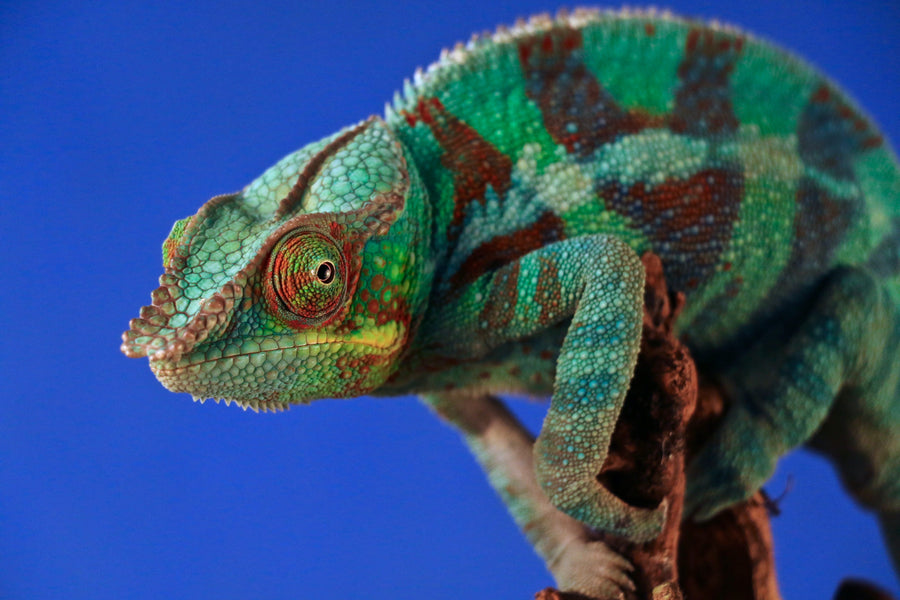 What Size Enclosure Should a Chameleon Have?