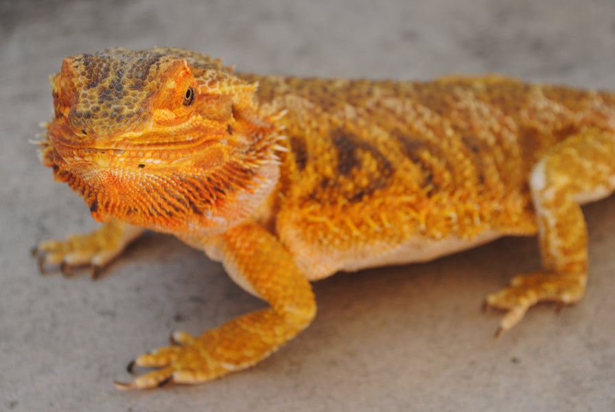 What Size Enclosure Should a Bearded Dragon Have?