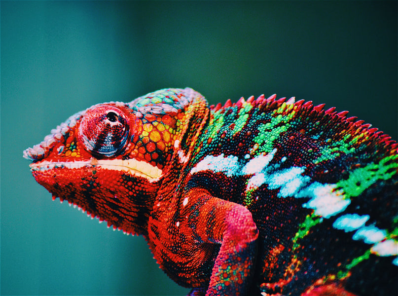 What Variations of Chameleons Are There and Which Make Good Pets?