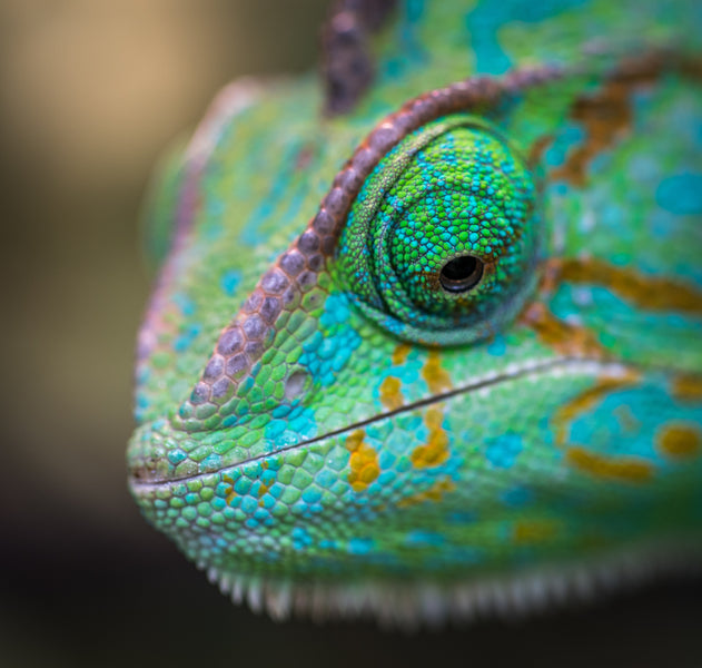 How Much Humidity Do Chameleons Need?