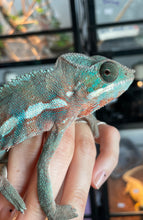 Load image into Gallery viewer, Panther Chameleon; Ambilobe x Cap Est | Sub-Adult Male (Henry)
