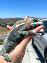 Load image into Gallery viewer, Panther Chameleon; Ambilobe x Cap Est | Sub-Adult Male (Henry)
