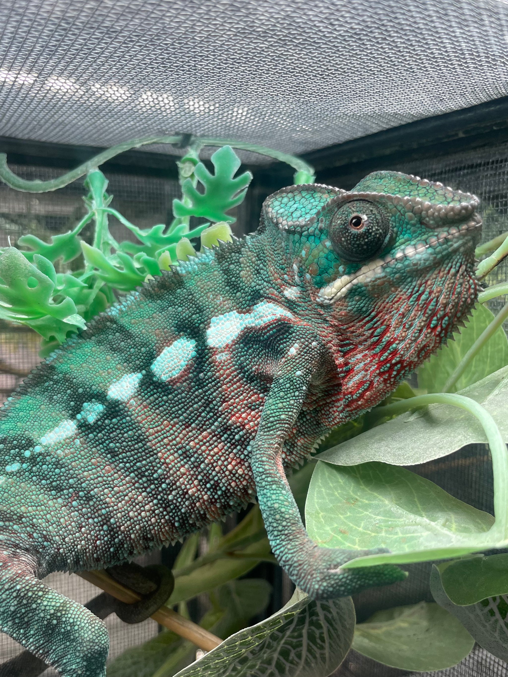 Chameleons – Spectrum Chameleon Co